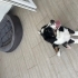 Oyuncu Bernese Yavrusu fotoğraf