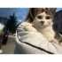 İnanılmaz sıcakkanlı bi kedii, 2. Kedi olabilir fotoğraf