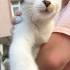 İnanılmaz sıcakkanlı bi kedii, 2. Kedi olabilir fotoğraf
