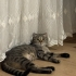 İZMİR DÜNYA TATLISI SICAKKANLI YAVRUMUZ SCOTİS TİGER TABY fotoğraf