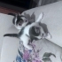 Üçretsiz yuva arayan 2 Tatli yavru kedi fotoğraf