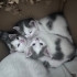 Üçretsiz yuva arayan 2 Tatli yavru kedi fotoğraf