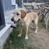 6 Aylık Labrador Kırması Erkek Çok Oyuncu fotoğraf