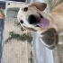 6 Aylık Labrador Kırması Erkek Çok Oyuncu fotoğraf