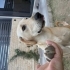 6 Aylık Labrador Kırması Erkek Çok Oyuncu fotoğraf