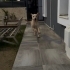 6 Aylık Labrador Kırması Erkek Çok Oyuncu fotoğraf