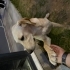 6 Aylık Labrador Kırması Erkek Çok Oyuncu fotoğraf