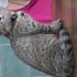 Scottish yavru kedi fotoğraf