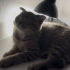 Scottish yavru kedi fotoğraf