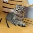 Scottish yavru kedi fotoğraf