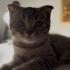 Scottish yavru kedi fotoğraf