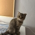 Scottish yavru kedi fotoğraf