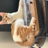 Balım yuva arıyor fotoğraf