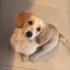 Leo’ya ömürlük yuva aranıyor fotoğraf
