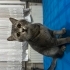 Sokağa atılmış kedi acil! fotoğraf