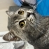 Sokağa atılmış kedi acil! fotoğraf