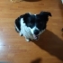 BORDER COLLİE MELEZİ OYUNCU AKILLI DİŞİ KÖPEK fotoğraf