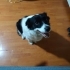 BORDER COLLİE MELEZİ OYUNCU AKILLI DİŞİ KÖPEK fotoğraf
