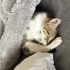 Oyuncu enerjik sıcakkanlı tekir kedi fotoğraf