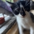 Minik smokin oğlana yuva fotoğraf