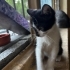 Minik smokin oğlana yuva fotoğraf