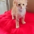 Yavru kedi iki aylik fotoğraf