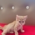 Yavru kedi iki aylik fotoğraf