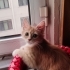 Yavru kedi iki aylik fotoğraf
