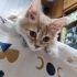 Yavru kedi iki aylik fotoğraf