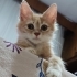 Yavru kedi iki aylik fotoğraf