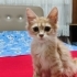 Yavru kedi iki aylik fotoğraf