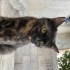 Bal gibi tatlı bi bebiş fotoğraf