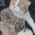 Şu an geçici yuvasında acil olarak Midas yeni sıcak yuvasını arıyor fotoğraf
