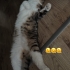 Şu an geçici yuvasında acil olarak Midas yeni sıcak yuvasını arıyor fotoğraf