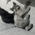 Eşyaları ile birlikte ücretsiz iki kardeş British Shorthair yavru fotoğraf