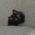 Eşyaları ile birlikte ücretsiz iki kardeş British Shorthair yavru fotoğraf
