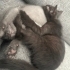Eşyaları ile birlikte ücretsiz iki kardeş British Shorthair yavru fotoğraf