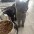 Eşyaları ile birlikte ücretsiz iki kardeş British Shorthair yavru fotoğraf