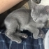 Eşyaları ile birlikte ücretsiz iki kardeş British Shorthair yavru fotoğraf