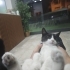 ACİL SMOKİN BEBEK YUVA BULAMAZSA SOKAĞA GİDECEK fotoğraf