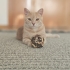 KIYMETLİME MECBURİ YUVA ARIYORUM fotoğraf