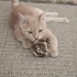 KIYMETLİME MECBURİ YUVA ARIYORUM fotoğraf