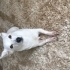 🐾 Sevgi dolu bir yuva arıyoruz 🤍 fotoğraf