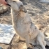 ÜÇ BACAKLI KIZIMIZA YUVA ARIYORUZ fotoğraf