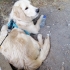 Golden Retriever Yeni Yuvasını Arıyor fotoğraf