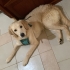 Golden Retriever Yeni Yuvasını Arıyor fotoğraf