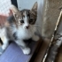 Calico Prensese Yuva aranıyor fotoğraf