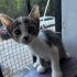 Calico Prensese Yuva aranıyor fotoğraf