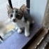 Calico Prensese Yuva aranıyor fotoğraf