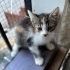 Calico Prensese Yuva aranıyor fotoğraf